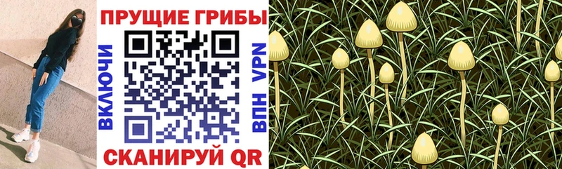 продажа наркотиков Пустошка Псилоцибиновые грибы мицелий